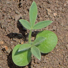 Seed Needs heirloom open-pollinated bluebonnet seeds for traditional gardens.