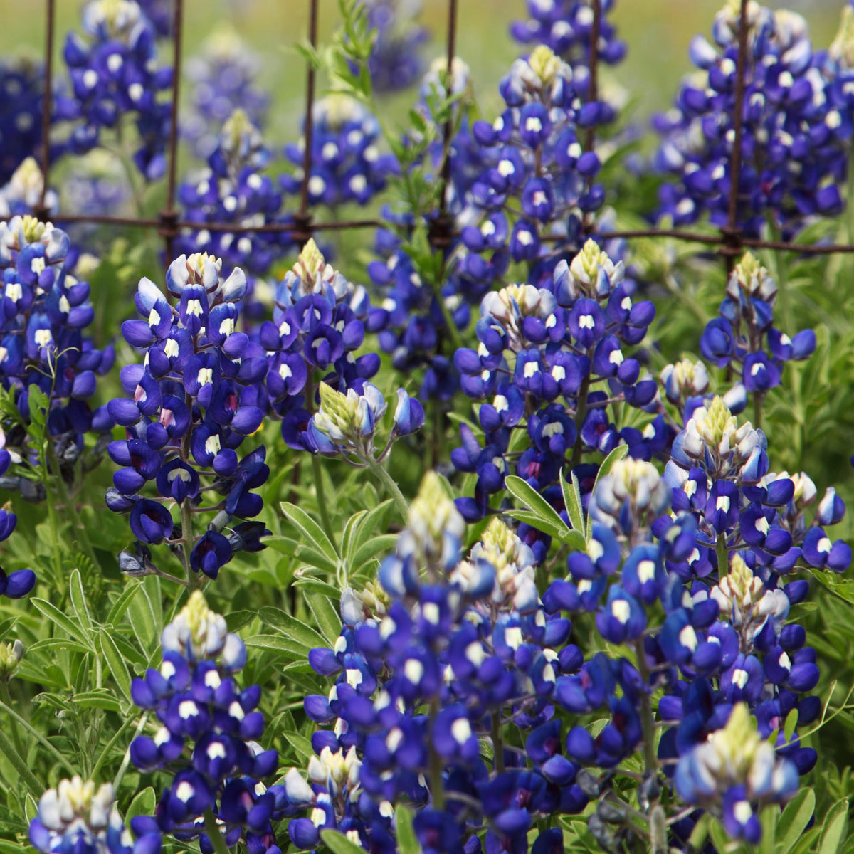 Seed Needs Texas Bluebonnets blooming in bright spring field.