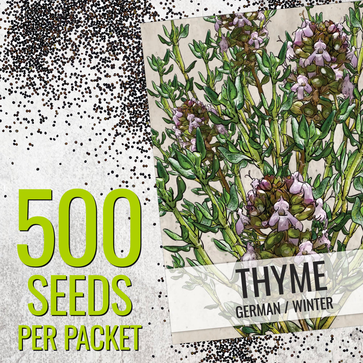 Seed Needs thyme leaf close-up shows fragrant foliage for cooking.