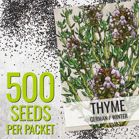 Seed Needs thyme leaf close-up shows fragrant foliage for cooking.