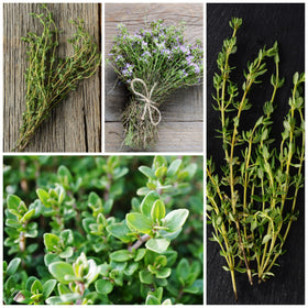 Seed Needs thyme packaging is tear-resistant and preserves freshness.