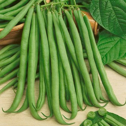 Seed Needs Topcrop bean pods 5-7 inches, ideal for fresh eating and preservation.
