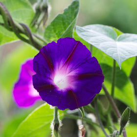 Seed Needs two-pack set supports shared gardening projects and seasonal color.