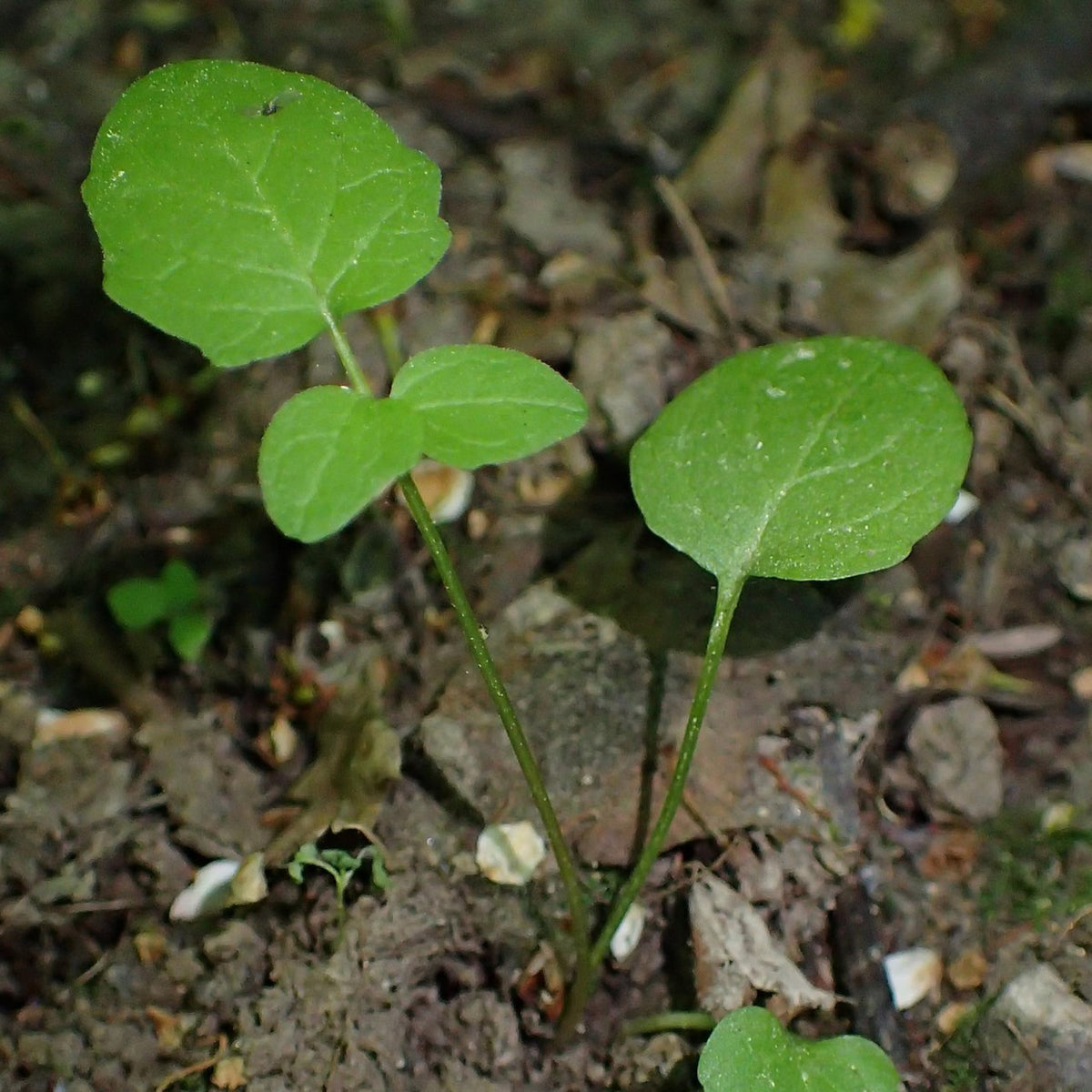 Seed Needs Valerian seeds dried root harvest hint at fall timing