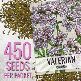 Seed Needs Valerian seeds in a garden bed illustrating easy cultivation for sun-loving herbs