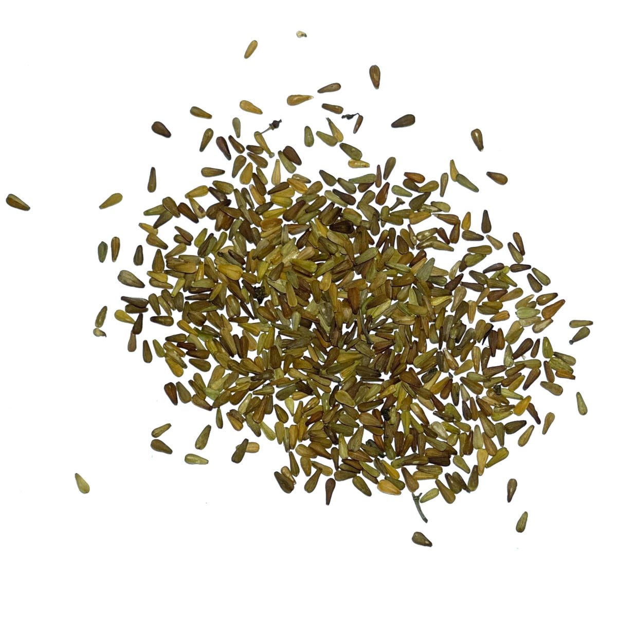 Seed Needs Valerian seeds mature plants with fragrant foliage for perennial borders