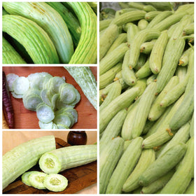 Seed Needs vertical gardening option for space-saving cultivation