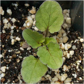 Seed Needs viola blue-green foliage highlights attractive greenery in compact beds.