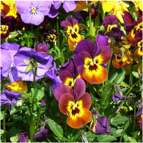 Seed Needs Viola seeds germination tips image with fresh seeds ready to sow.