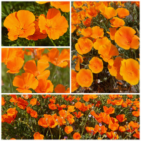 Seed Needs wildflower meadow setup featuring California poppy seeds for sunny borders.