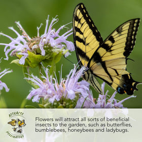 Seed Needs open-pollinated wildflowers pack ideal for pollinator gardens