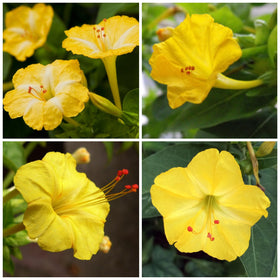 Seed Needs Yellow Four Clock plant thriving in a sunny garden