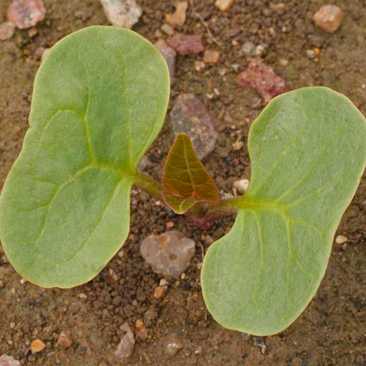 Seed Needs Yellow Four Clock bloom attracting butterflies and hummingbirds