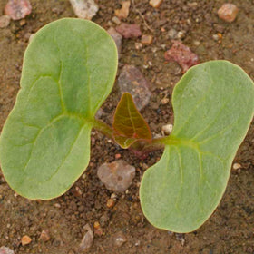 Seed Needs Yellow Four Clock bloom attracting butterflies and hummingbirds