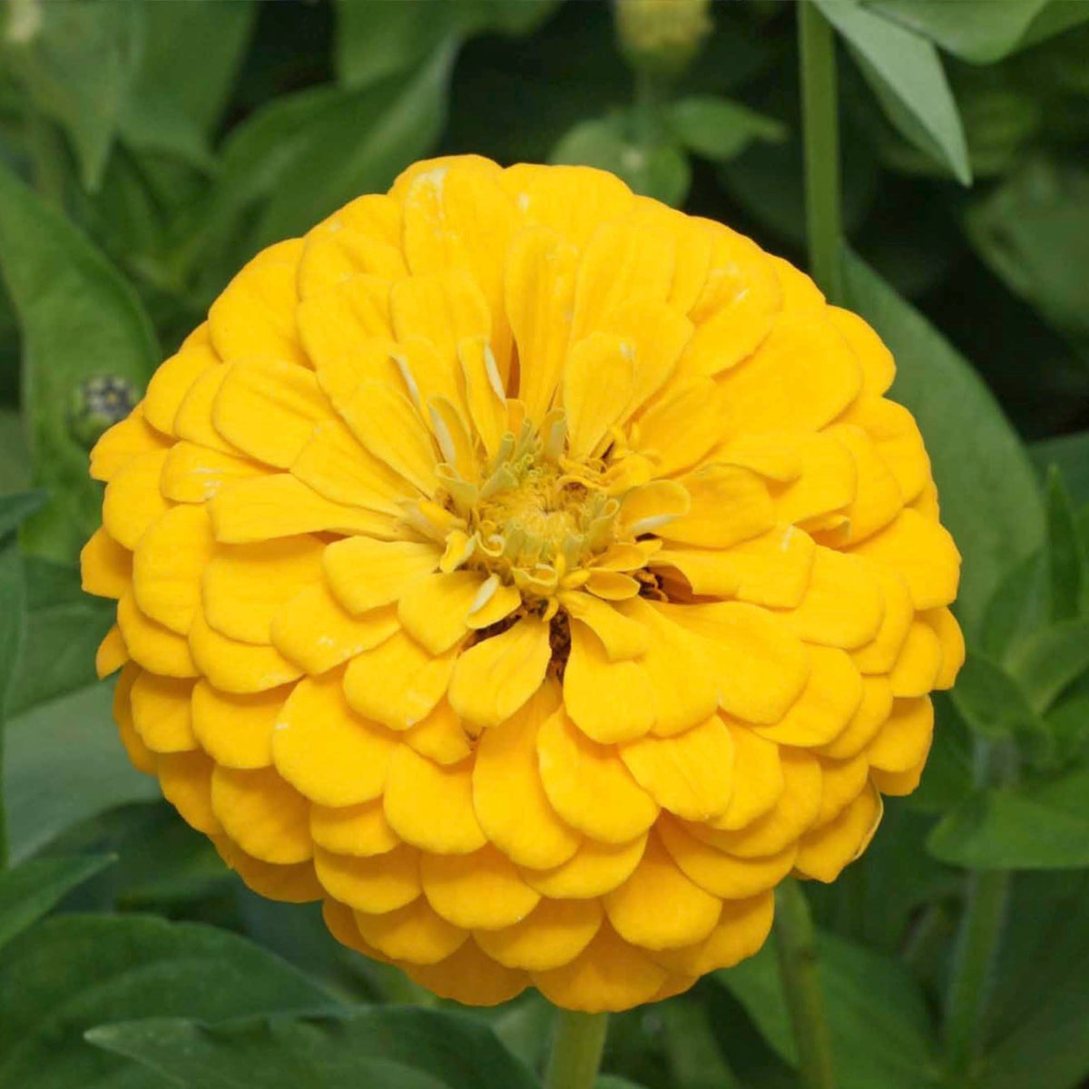 Seed Needs easy-to-grow yellow zinnias suit new and seasoned gardeners.