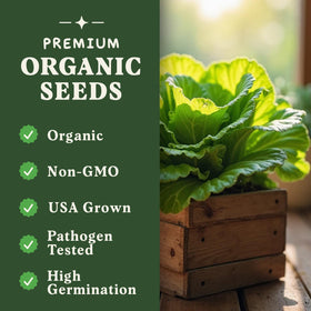 Seedboy Buttercrunch lettuce seeds 500-count for abundant harvests