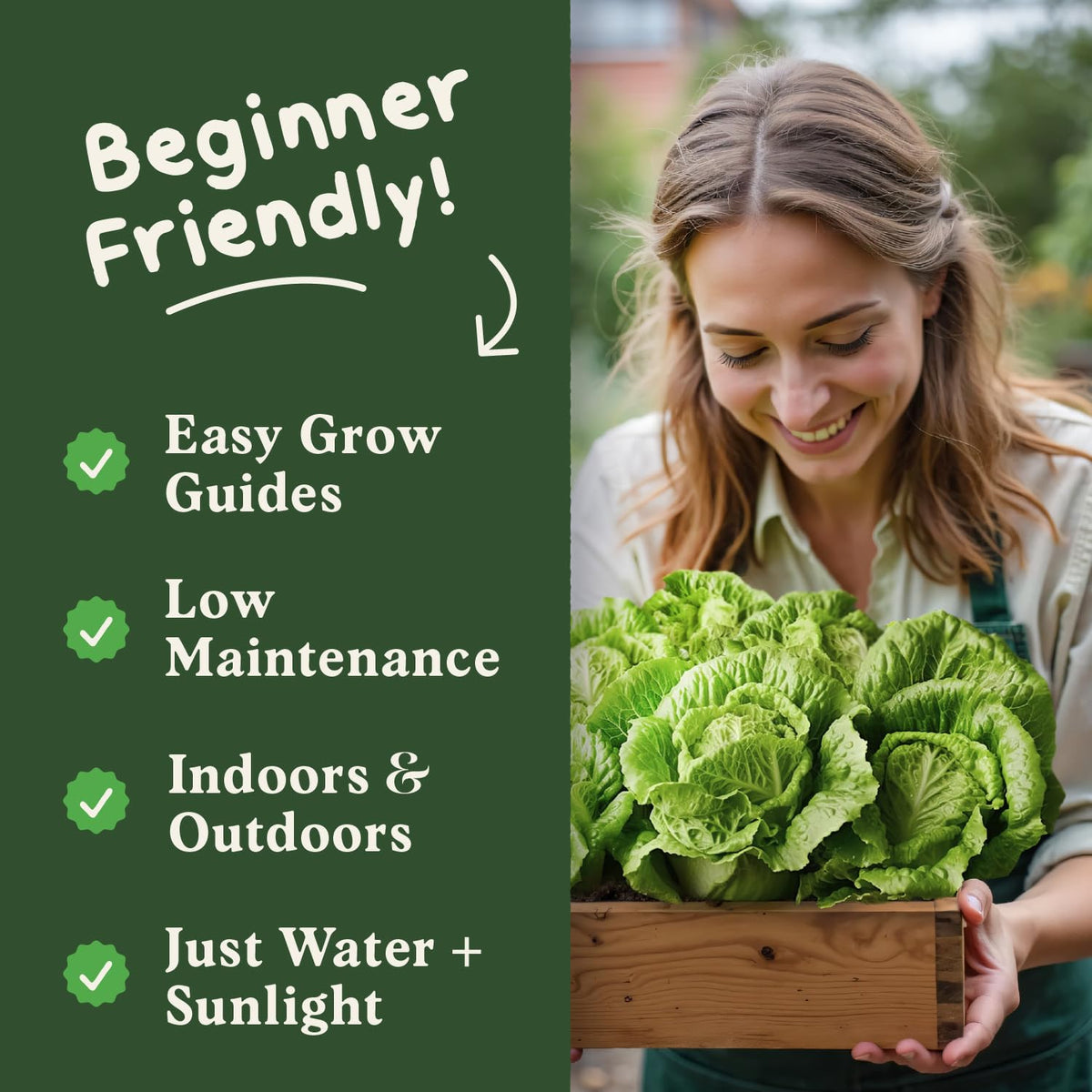 Seedboy Buttercrunch lettuce seeds delivering fresh garden flavor in meals