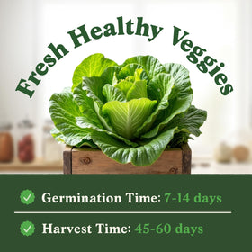 Seedboy Buttercrunch lettuce seeds with germination promise support