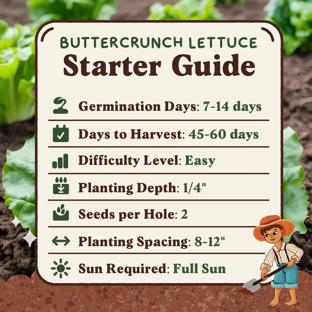 Seedboy Buttercrunch lettuce seeds suitable for indoor and outdoor growing