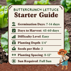 Seedboy Buttercrunch lettuce seeds suitable for indoor and outdoor growing
