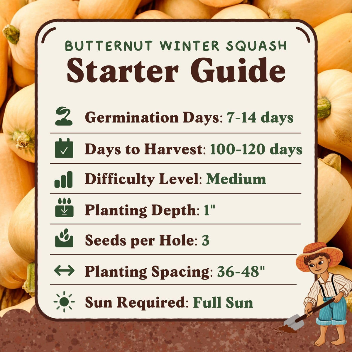 Seedboy fresh butternut squash ready for soups and roasting.