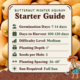 Seedboy fresh butternut squash ready for soups and roasting.