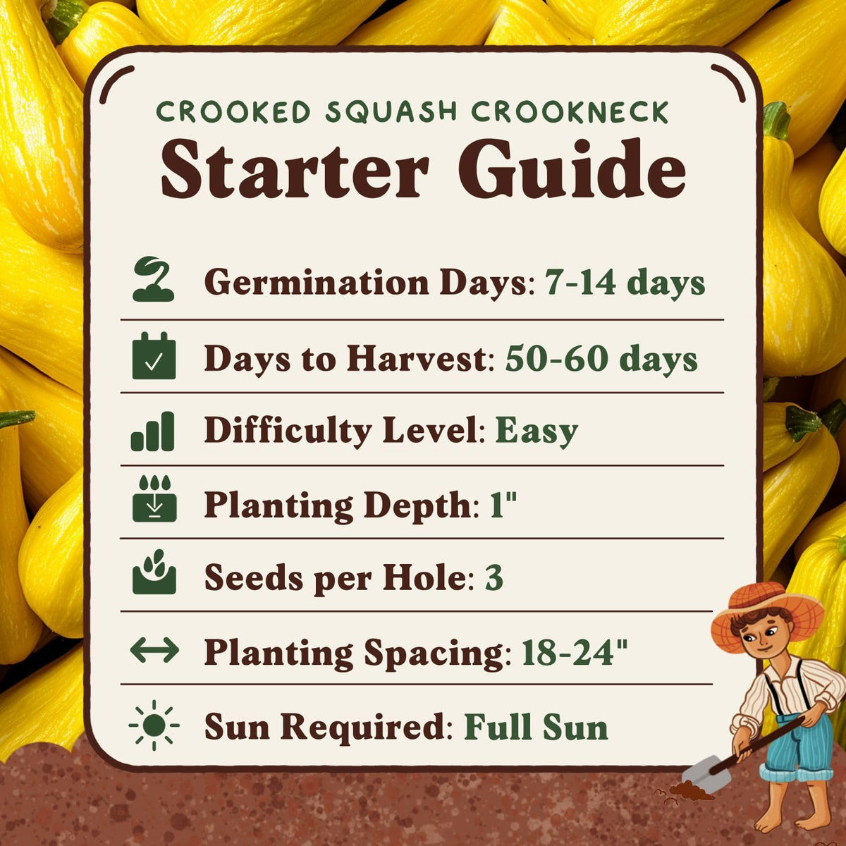 Seedboy fresh summer squash ready for harvest and kitchen use