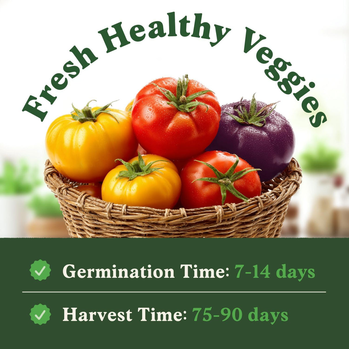 Seedboy Rainbow Beefsteak Tomato seeds for indoor hydroponics or windowsill gardens.
