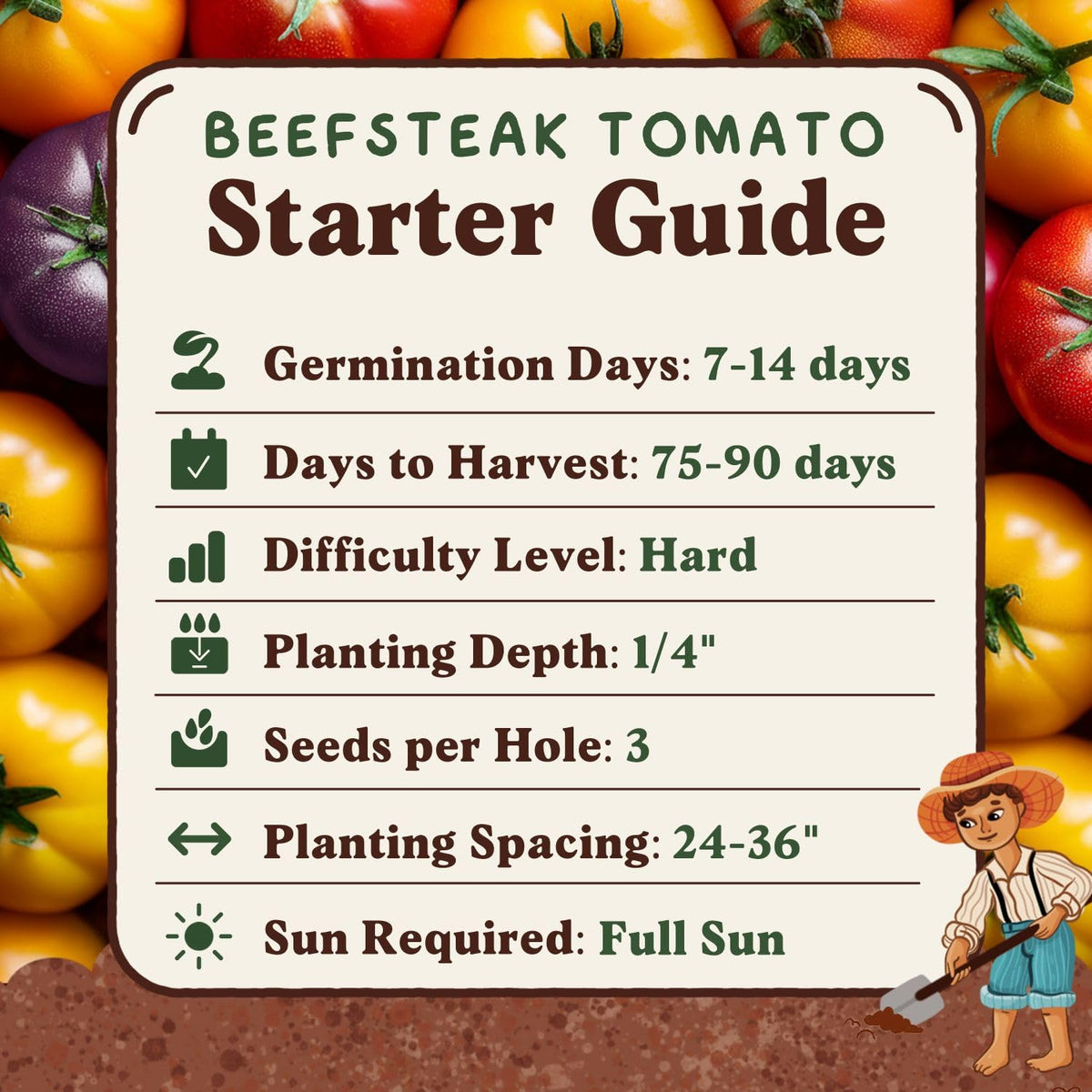 Seedboy Rainbow Beefsteak Tomato seeds ensure reliable germination.