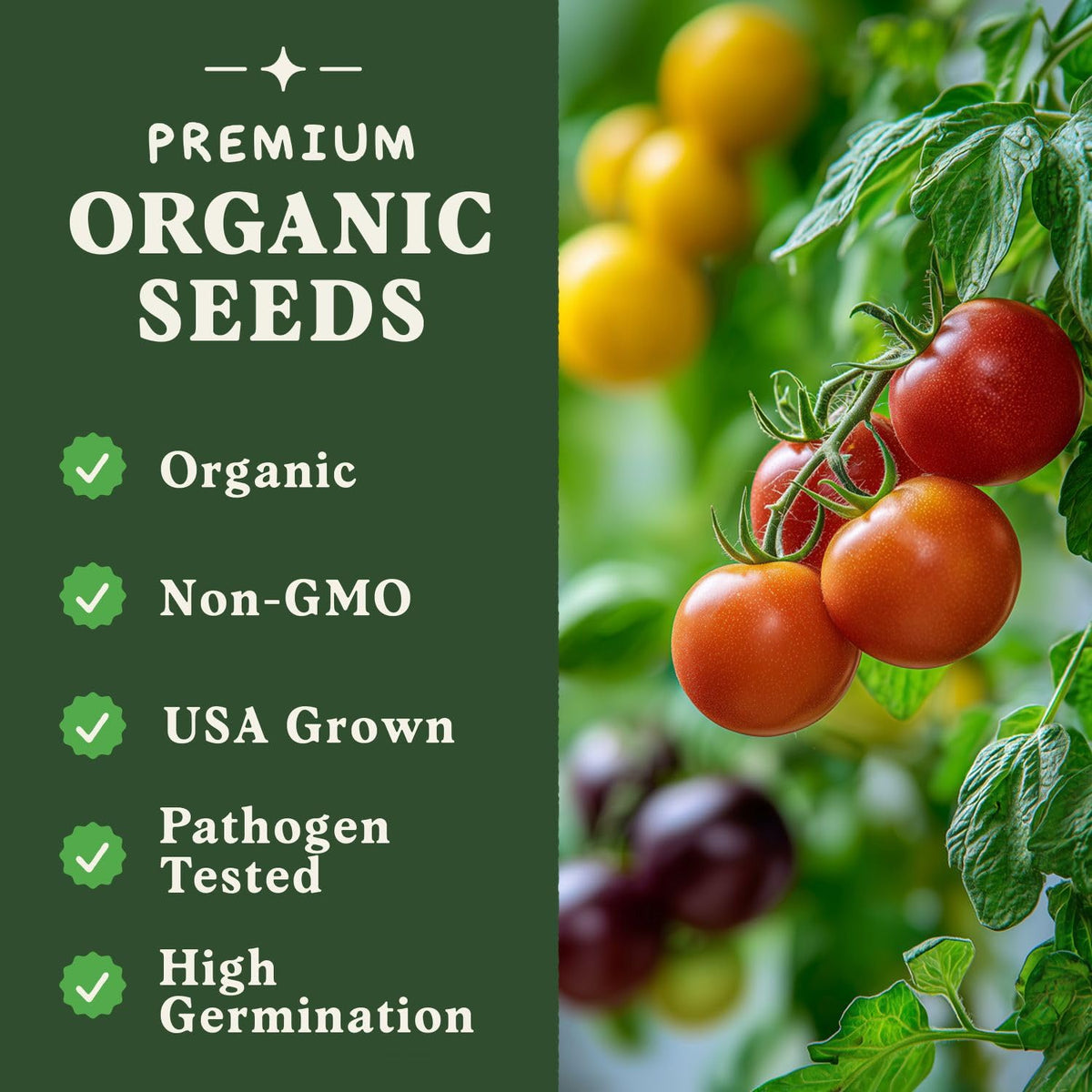 Seedboy Rainbow Beefsteak Tomato seeds for outdoor garden beds.