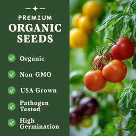Seedboy Rainbow Beefsteak Tomato seeds for outdoor garden beds.
