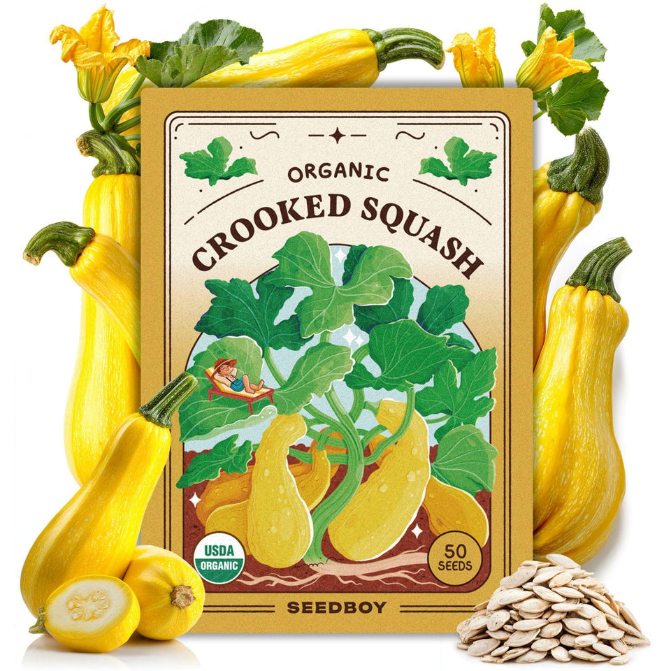 Seedboy Summer Squash Seeds packet showing non-GMO certification for trusted gardening
