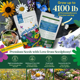 Seedphony 16 Perennial Wildflower Seeds close-up for vibrant garden displays.