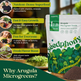 Seedphony arugula thriving in a compact hydroponic setup.
