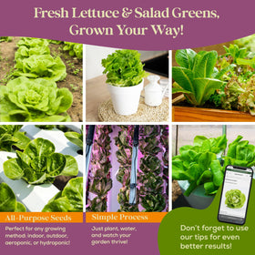 Seedphony QR-guided growing guide and culinary e-book support harvests.