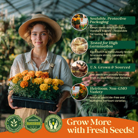 Seedphony heirloom marigold seeds bring rich color to indoor and outdoor spaces.