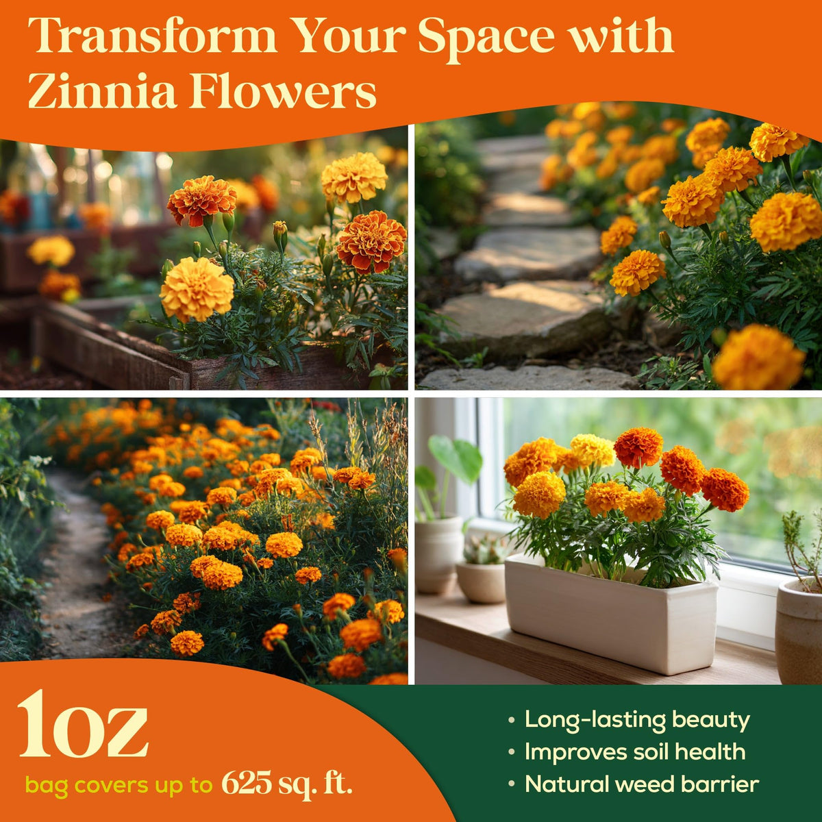 Seedphony high-germination marigold seeds support reliable blooms in containers.
