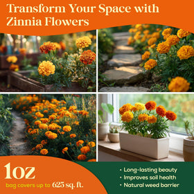 Seedphony high-germination marigold seeds support reliable blooms in containers.