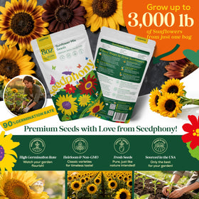 Seedphony Autumn Beauty variety blooms for sunny borders and pollinators