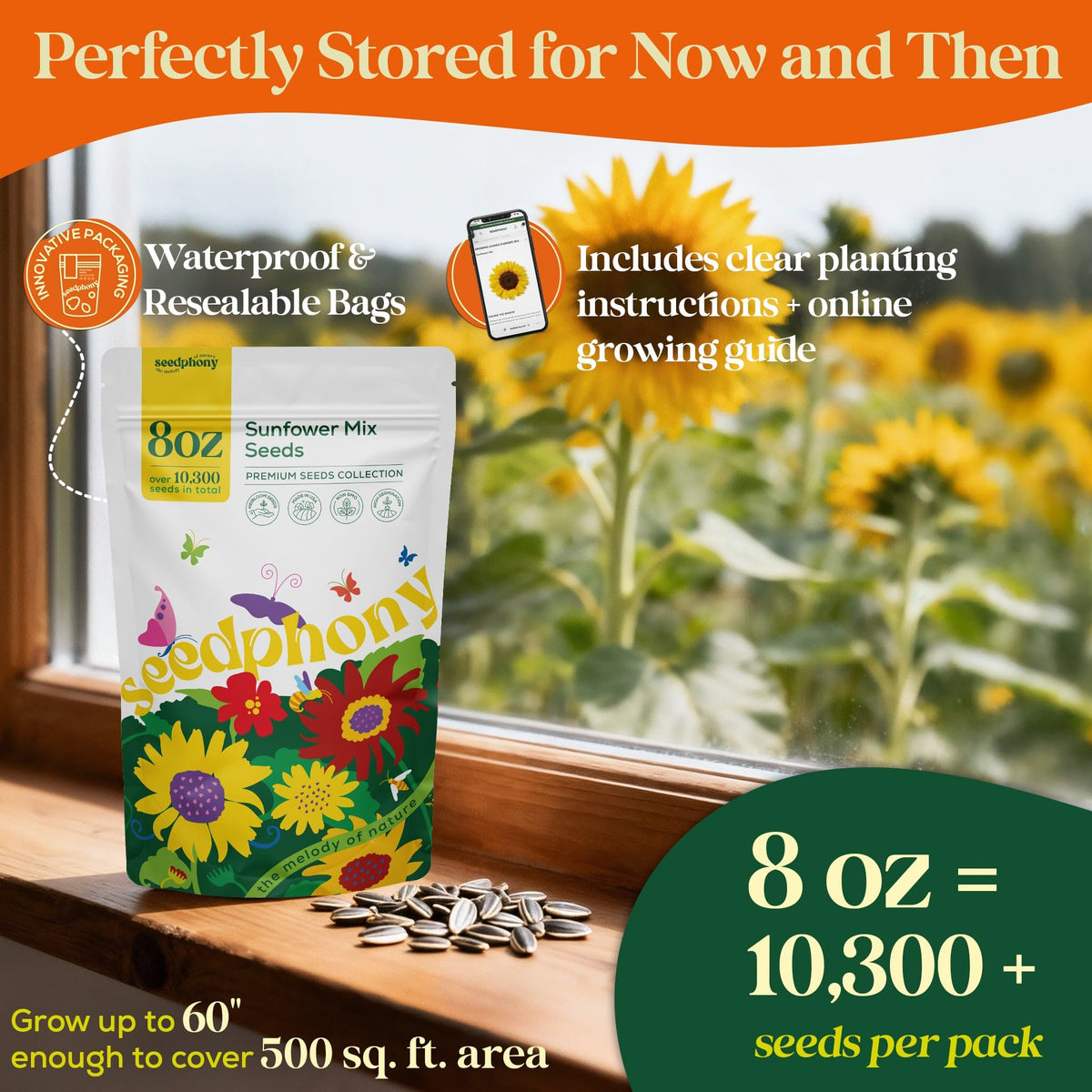 Seedphony Chocolate Cherry sunflowers with deep burgundy petals for garden interest
