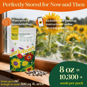Seedphony Chocolate Cherry sunflowers with deep burgundy petals for garden interest