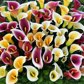 Seeds Of Strength 100-seed packet of rare calla lilies for home gardening.