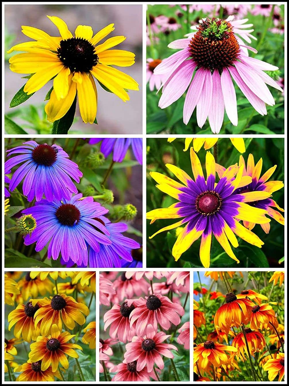 Seeds Of Strength 5g mixed black-eyed susan seeds ready for easy spring planting.