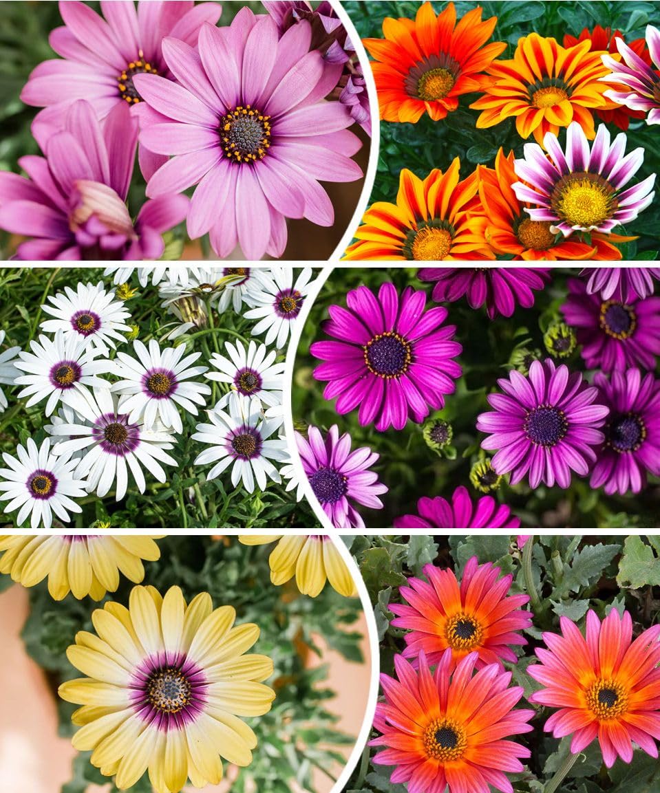 Seeds Of Strength African Daisy Seeds 50 Pcs Mix ready for vibrant perennial borders and long blooms