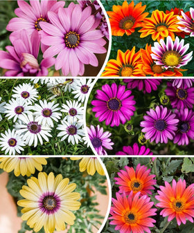 Seeds Of Strength African Daisy Seeds 50 Pcs Mix ready for vibrant perennial borders and long blooms