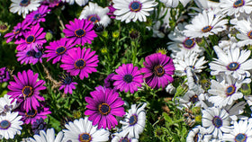 Seeds Of Strength perennial return zones 9-11 indicate durable color year after year