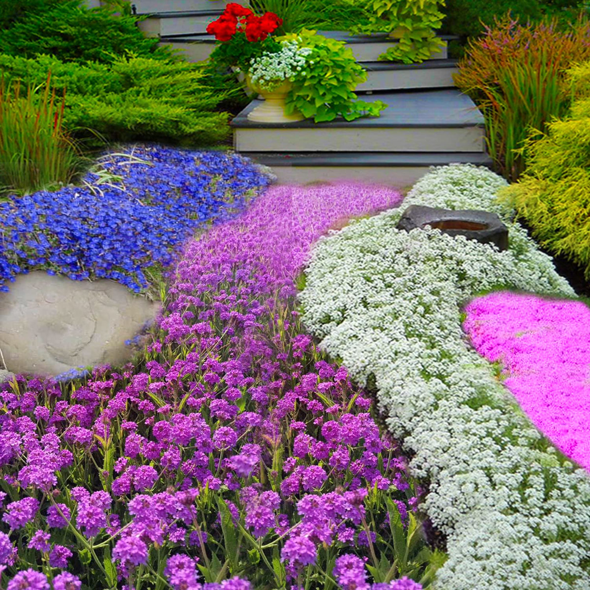Alyssum flowers from Seeds Of Strength add soft color to garden borders.