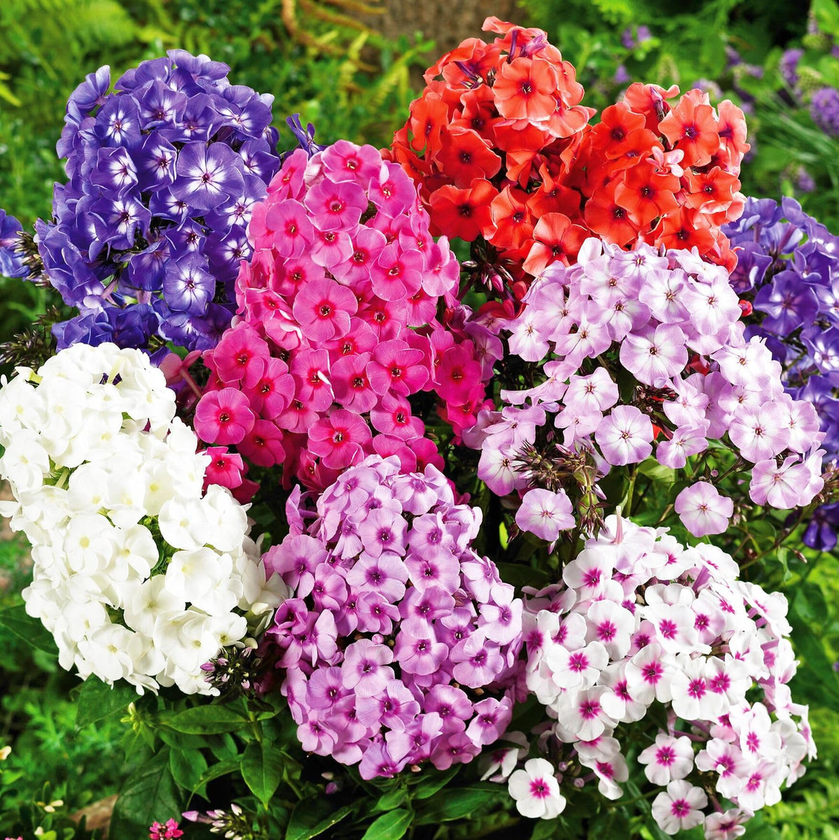 Seeds Of Strength annual phlox seed pack ready for vibrant border color.