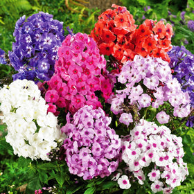 Seeds Of Strength annual phlox seed pack ready for vibrant border color.