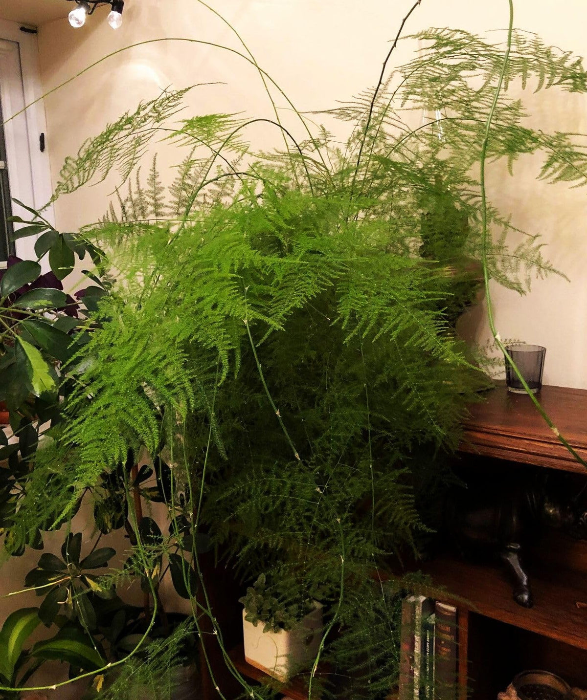 Seeds Of Strength Asparagus Plumosus Nanus in compact container display for small spaces